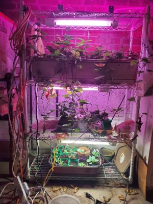 July 2, 2022 gro setup with sweet potato vines.jpg