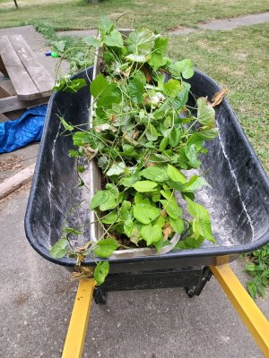 July 2, 2022  sweet potato vines.jpg