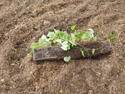 July 2, 2022  sweet potato vines #2.jpg