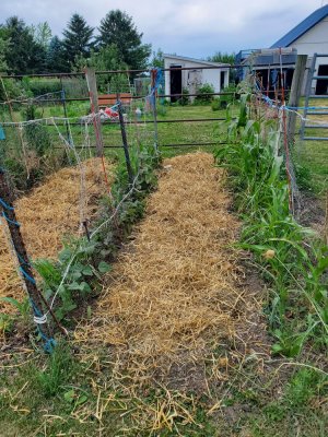 July 2, 2022  corn & beans, rows cleaned up.jpg