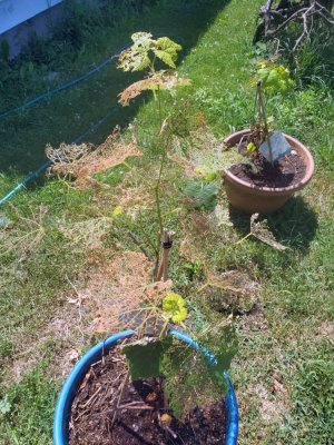 Grape eaten up by beetles, 07-14-22.jpg