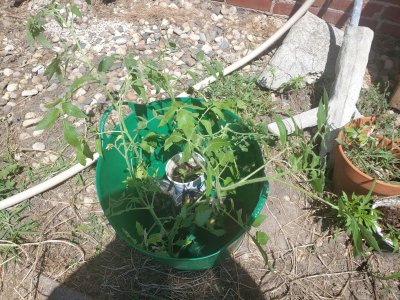 Tomatoes going in the ground today, 07-14-22.jpg