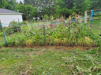 North of 1st fencing main bed, 07-26-22, #1.jpg