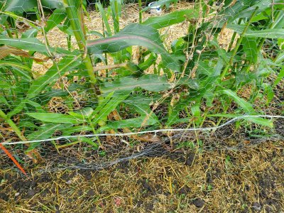 North of 1st fencing main bed, 07-26-22, #2.jpg