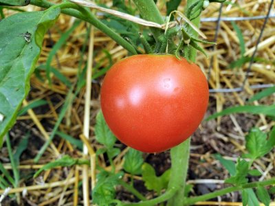 First 2022 tomato, 07-27-22.jpg