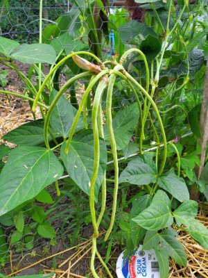 Asparagus beans, 1st harvest, 07-27-22.jpg