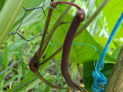 Purple bean,  07-27-22, #7.jpg