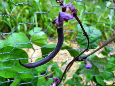 Purple bean, 1st harvest, 07-27-22.jpg