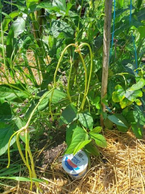 Asparagus beans, 3 more to harvest, 07-29-22.jpg