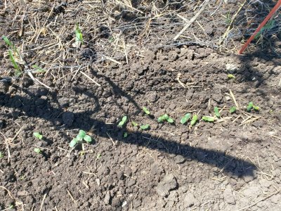 Cucumbers up and corn, 3rd row big garden 07-29-22.jpg