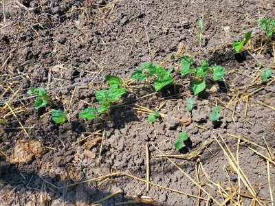 Beans and okra up, 4th row, big garden, 07-29-22.jpg