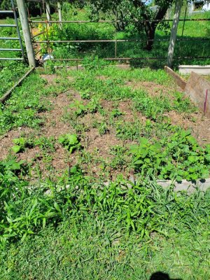Sweet potato bed, overgrown, 07-29-22.jpg