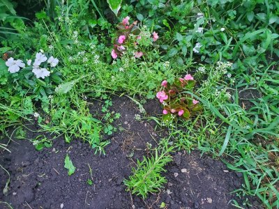 Allysium with rosemary, wax begonia and vinca, 08-02-22.jpg