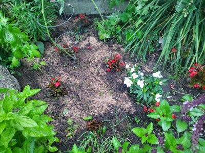 Impatiens planted, 08-02-22, #1.jpg