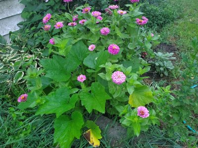 African daisies and volunteer pumpkin, 08-02-22.jpg