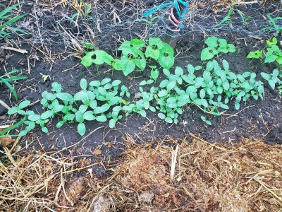 Cucumbers and beans, 4th fenceline, 08-02-22.jpg