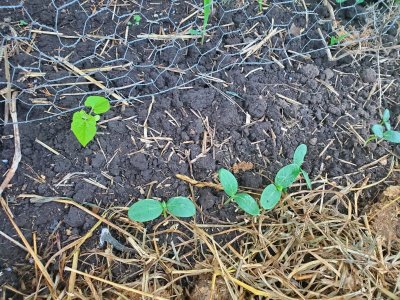 Cucumbers transplanted, 08-01-22, #1.jpg