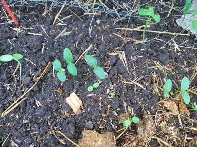 Cucumbers transplanted, 08-01-22, #2.jpg