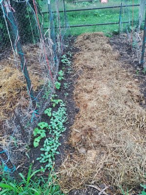 Cucumbers and beans, full 4th fenceline, 08-02-22.jpg