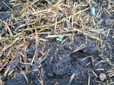 Brussels Sprouts, 1st sprout, 1st fenceline of big garden, 08-02-22.jpg