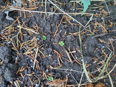 Brussels Sprouts, 1st sprouts, 5th fenceline of big garden, 08-02-22.jpg