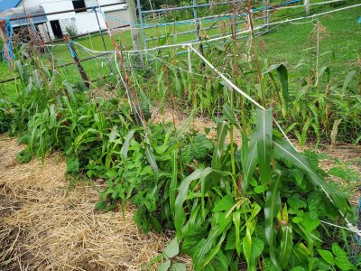 Beans & corn, 2nd fenceline, 08-06-22, #2.jpg