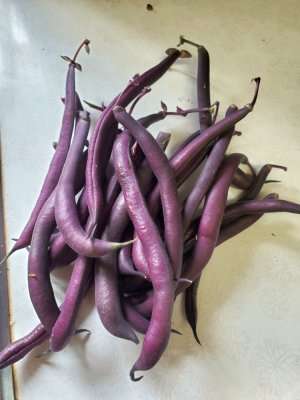 Bean harvest, 08-06-22.jpg