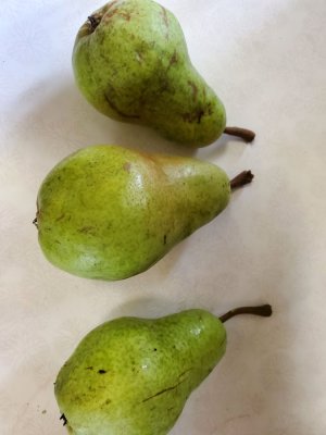 Pear harvest, 08-05-22.jpg