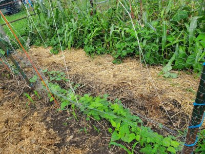 Beans & corn, 4th fenceline, 08-06-22.jpg