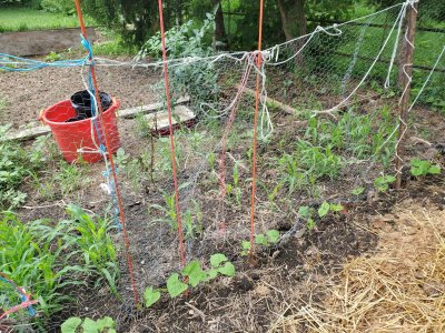 Beans & corn, 5th fenceline, 08-06-22.jpg