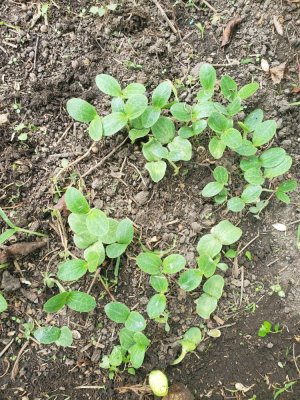 Sweet Potato Bed, filler plants, 08-07-22, #1.jpg