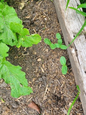 Sweet Potato Bed, filler plants, 08-07-22, #2.jpg