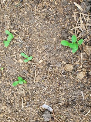 Sweet Potato Bed, filler plants, 08-07-22, #3.jpg