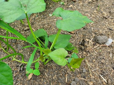 Sweet Potato Bed, filler plants, 08-07-22, #4.jpg