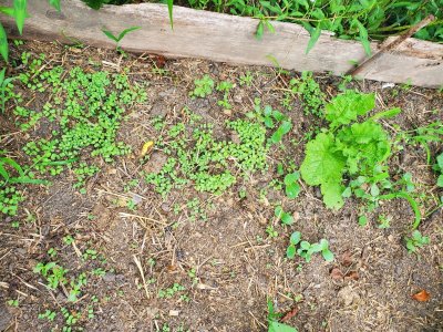 Sweet Potato Bed, filler plants, 08-07-22, #5.jpg