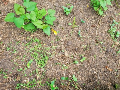 Sweet Potato Bed, filler plants, 08-07-22, #6.jpg