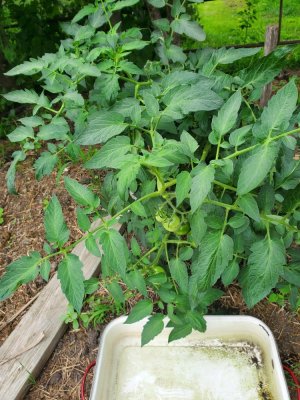 Tomato, Cherokee Purple volunteer, 08-07-22, #1.jpg