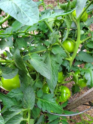 Tomato, Cherokee Purple volunteer, 08-07-22, #2.jpg