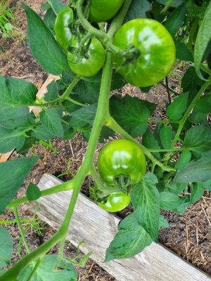 Tomato, Cherokee Purple volunteer, 08-07-22, #3.jpg