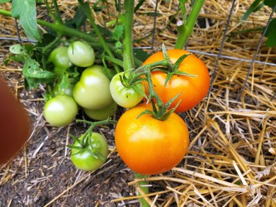 Tomatoes blushing, 08-08-22.jpg