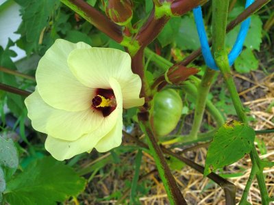 FIrst of the okra flowers, 08-08-22.jpg