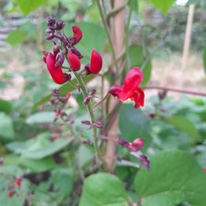 blackpod flowers 28.7.2022.jpg