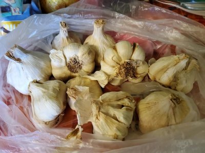 Garlic purchase, 08-10-22.jpg