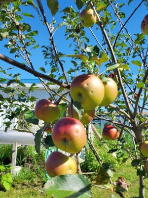 Johngold, 1st harvest, 08-12-22., #4.jpg