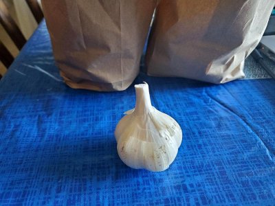 Garlic, purchased 08-17-22.jpg