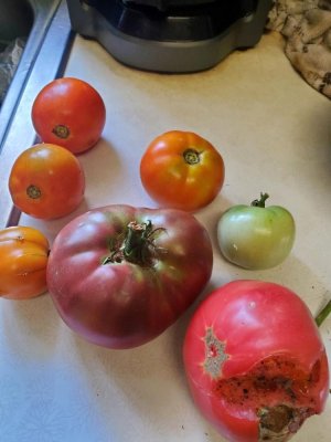 Tomato harvest, 08-18-19-22.jpg