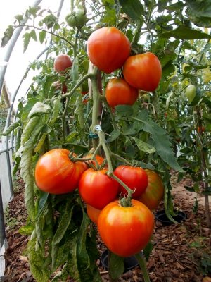 Sprint-Tajmier 3.jpg