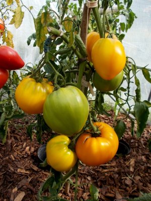 Ogromnyje Żołtyje ot Borisowny 2.jpg