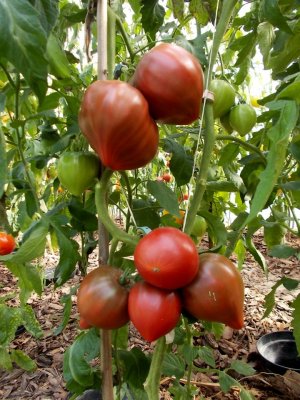 Czornoje Sierdce s Nosikom ot Borisowny 1.jpg