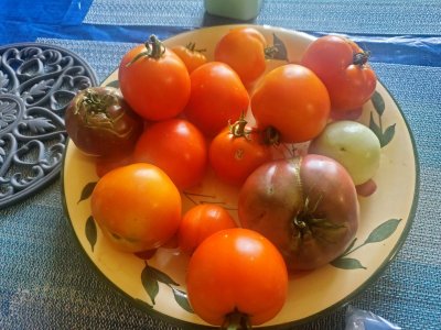 Tomato harvest, last 3 days, 08-22-22.jpg